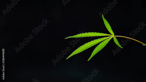Open sheet of cannabis on a black background.Light draws the texture of the sheet.Hemp thickets.Poplar fluff everywhere.Medicinal herb of the southern region.Light bokeh  openwork leaf of hemp bush.