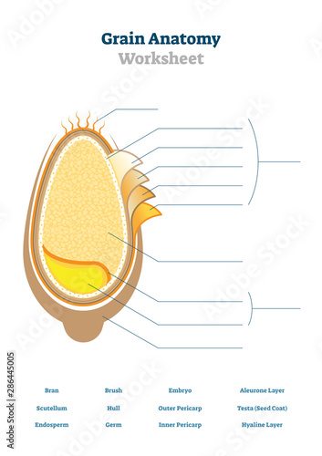 Grain anatomy worksheet vector illustration. Blank seed diagram template.