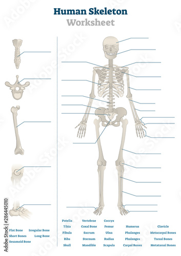 Human skeleton worksheet vector illustration. Blank educational bone scheme
