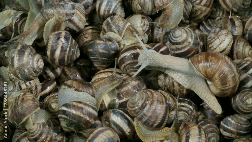 Close-up of Garden banded snail (Cepaea hortensis), Background of live snails. Top view – 4K / 60fps Close-up of Garden banded snail (Cepaea hortensis), Background of live snails. Top view – 4K / 60fps