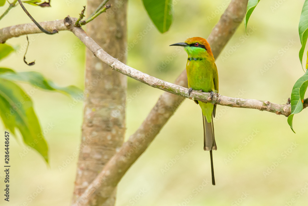 Green Bee-Eater perching on mango tree, looking into a distance Green Bee-Eater perching on mango tree, looking into a distance