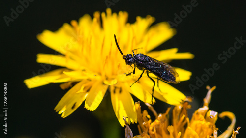 Berberis Sawfly photo