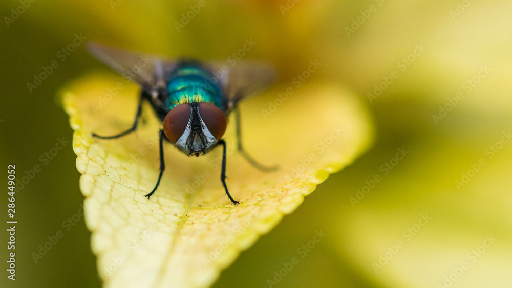 Fototapeta premium Greenbottle