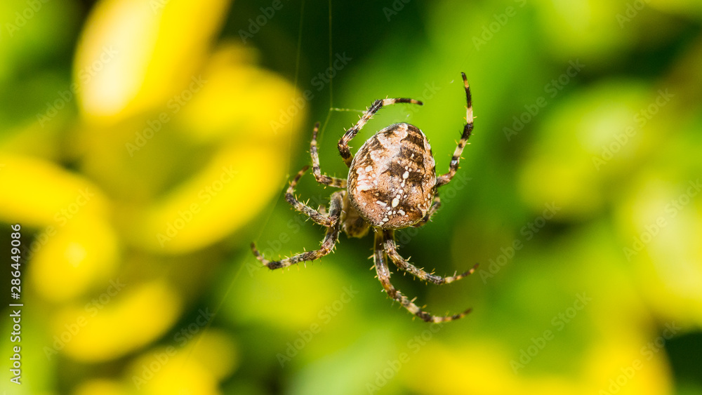 Fototapeta premium Garden Spider