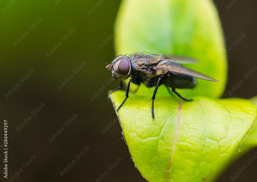 Small Fly Small Fly