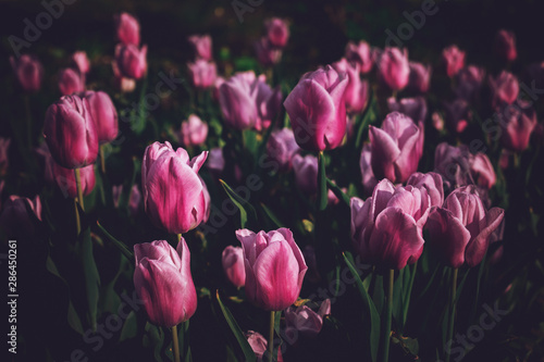 Moody Floral dark background. Mystical Deep red purple flower on black background