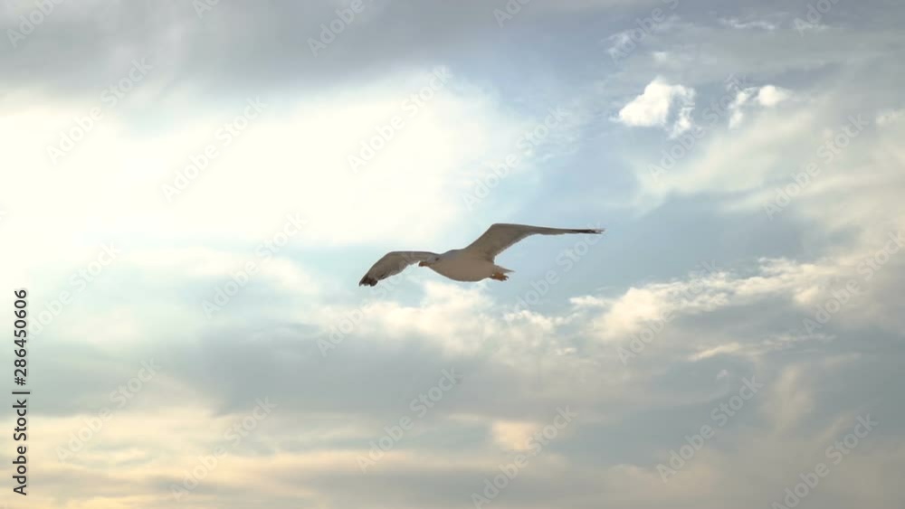 Close look of seagull flying in slow motion against scenic clouds and sun Close look of seagull flying in slow motion against scenic clouds and sun