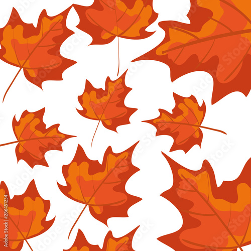 autumn dry maple leafs nature pattern