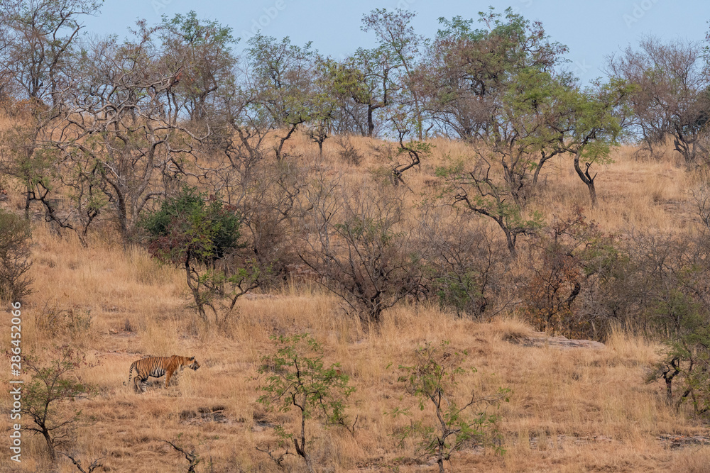 Wild Male tiger of ranthambore on stroll for territory marking. Landscape and habitat of a wild male tiger of dry deciduous forest of Ranthambore Tiger Reserve, India - Panthera tigris Wild Male tiger of ranthambore on stroll for territory marking. Landscape and habitat of a wild male tiger of dry deciduous forest of Ranthambore Tiger Reserve, India - Panthera tigris