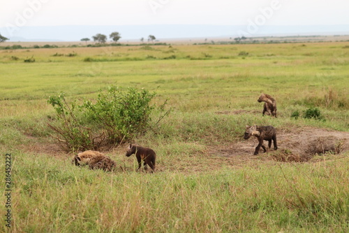 Spotted hyena cubs wandering by the den, Masai Mara National Park, Kenya. © Marie