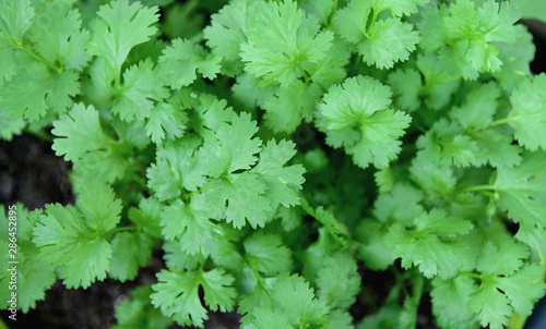 coriander in the garden with top view and full frame