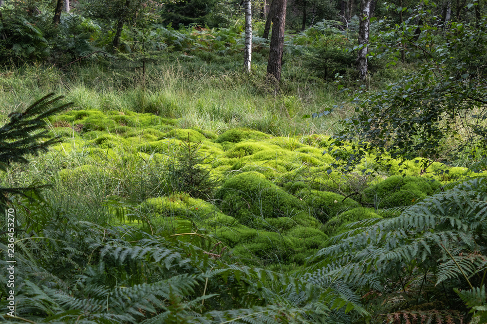 Obraz premium Wildlife sanctuary Hahnheide near Trittau