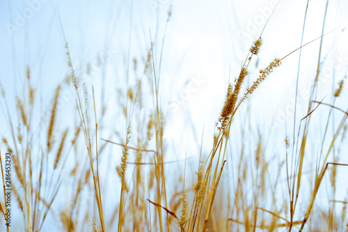 beautiful nature meadow, soft light color flowers with morning sunlight.