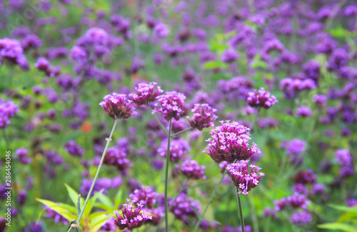 Close up Verbena field nature background   colorful flowers purple blooming in garden