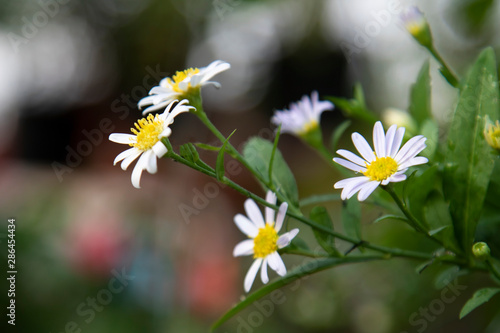Close up white michaelmas daisy flowers in the garden.