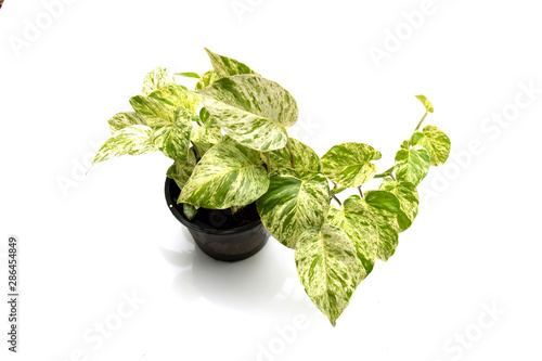 Close up Epipremnum aureum green leaves isolated on white background.
