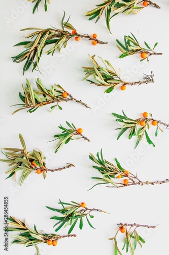 Pattern from fresh sea buckthorn branches isolated on white background. © Irina