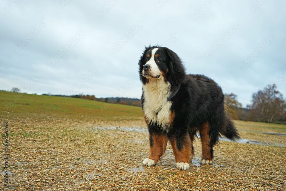 Large and fluffy Bernese Mountain Dog standing on the field, autumn yellow leaves on the ground, over cast day.