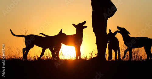 Silhouettes of puppies at sunset  three puppies  Belgian Shepherd Dog Malinois puppies  many dogs  sunset background