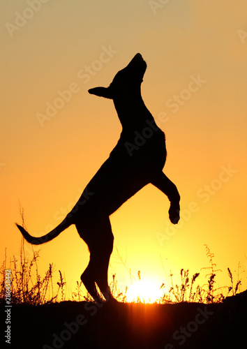 Fototapeta Naklejka Na Ścianę i Meble -  Puppy silhouette on sunset background, Belgian Shepherd Dog Malinois, beautiful and cute puppy, silhouette, sunset background