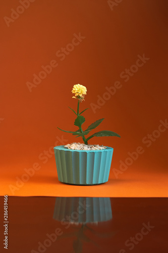 Fototapeta Naklejka Na Ścianę i Meble -  pot with plant gerbera isolated on orange background. Close up