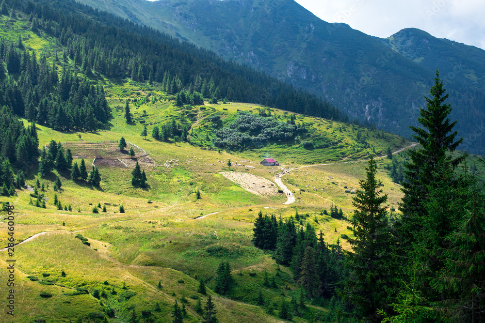 yellow mountain glade in the foot hills surrounded with green forest, sheeps on the glade