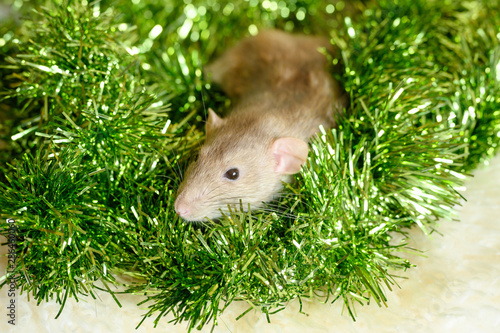 cute rat in сhristmas decorations and tinsel