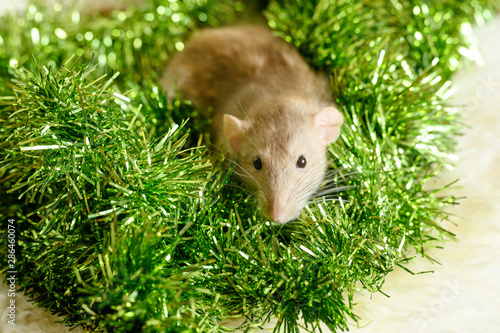 cute rat in сhristmas decorations and tinsel