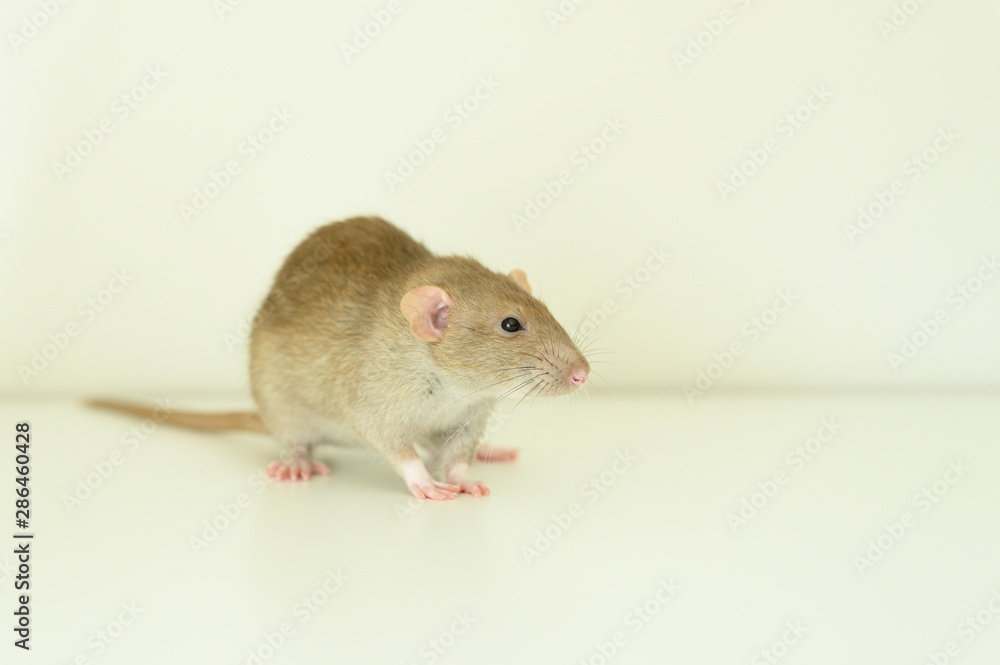 cute rat on white background cute rat on white background