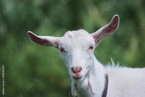 portrait of white adult goat grassing on summer meadow field at village countryside © Олександр Болюх