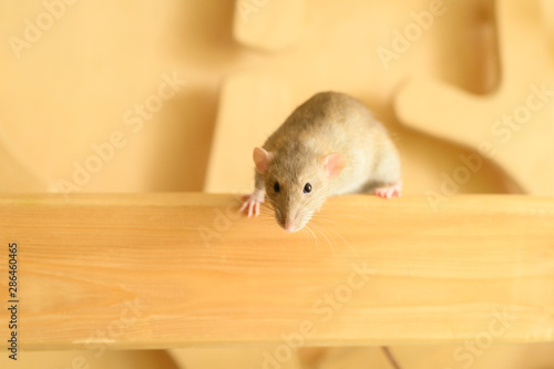 Cute rat climbs on wood