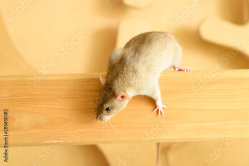 Cute rat climbs on wood