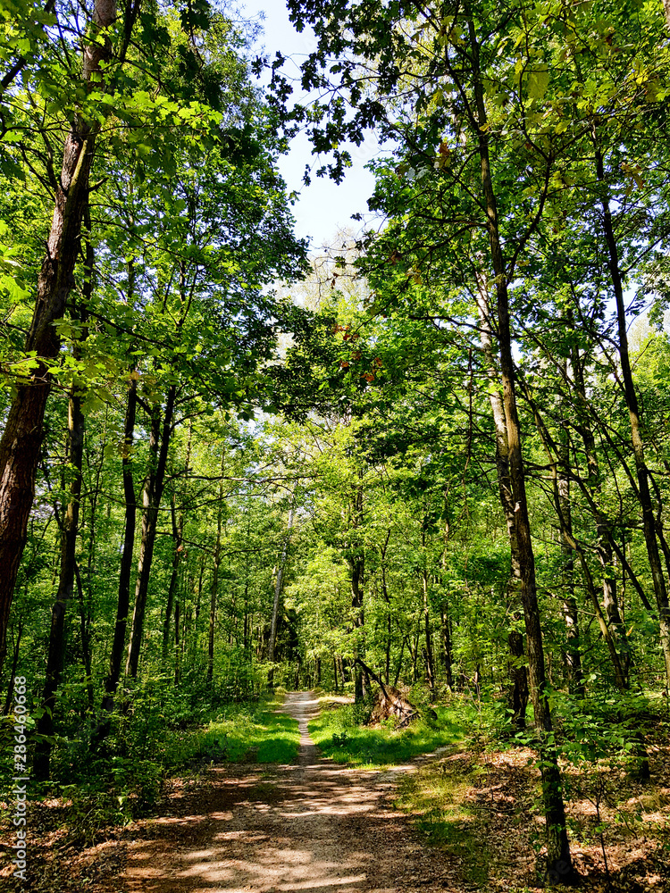 Fototapeta premium Droga przez las.