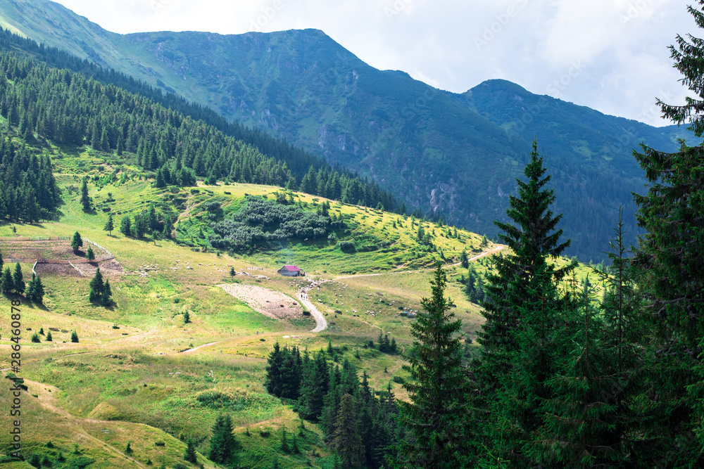 yellow mountain glade in the foot hills surrounded with green forest, sheeps on the glade