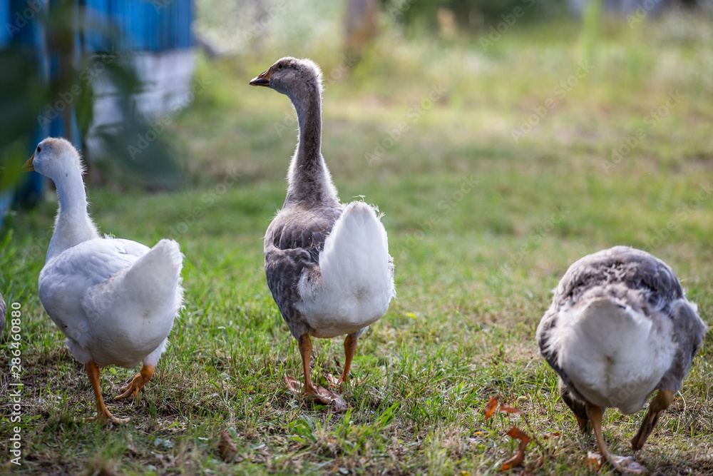 goose on grass goose on grass