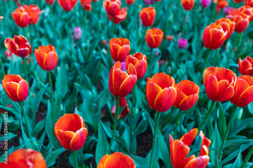 field of red tulips