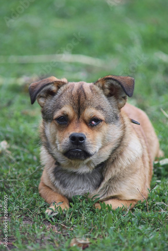 Cute little puppy lying on green grass.