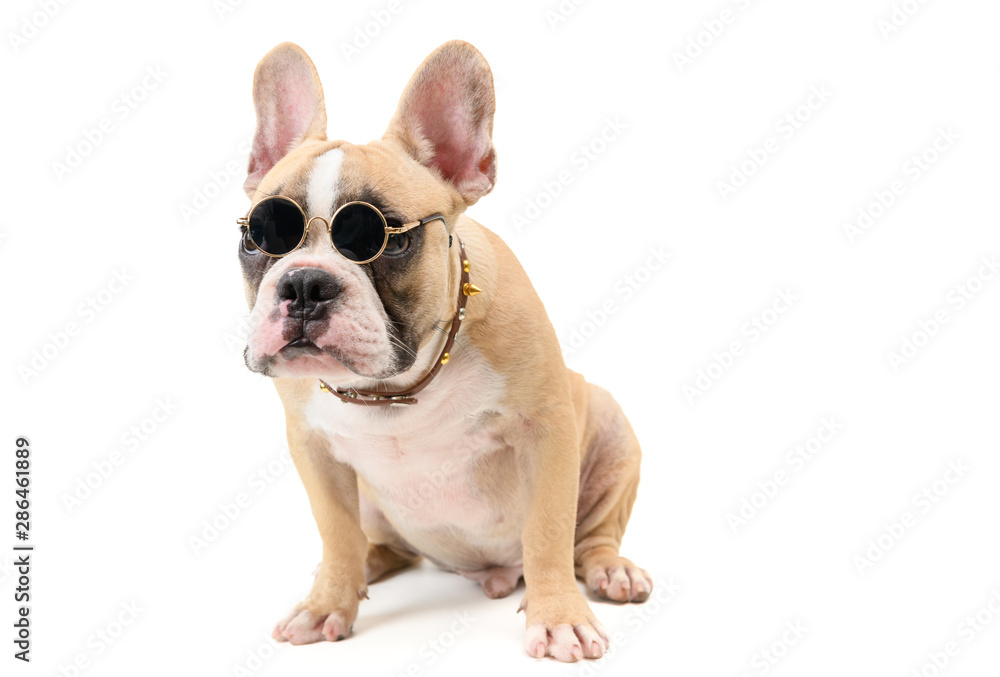 cute french bulldog wear glasses and sitting