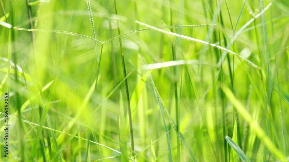 Close up of blur tropical green grass with sun light. Natural texture with juicy leaves. Sunlight on the leaf. Close up of blur tropical green grass with sun light. Natural texture with juicy leaves. Sunlight on the leaf.