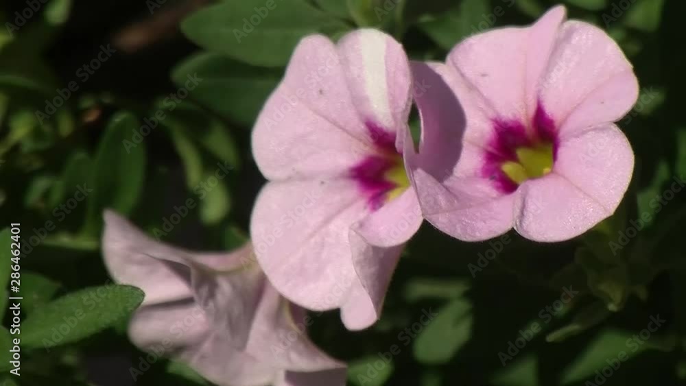 Rosa Million-Bells (Zauberglöckchen, Calibrachoa) schaukeln im Wind Rosa Million-Bells (Zauberglöckchen, Calibrachoa) schaukeln im Wind