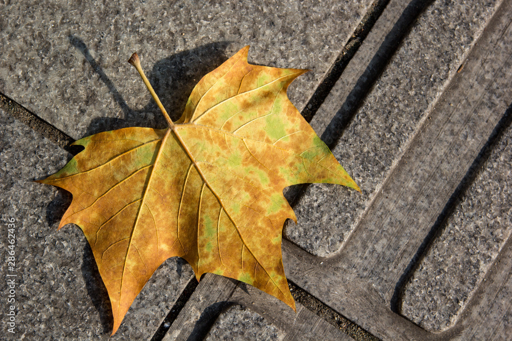yellow Marple leaf on a grey concrete ground yellow Marple leaf on a grey concrete ground