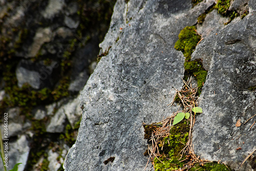 Moss covered stone ,soft focus