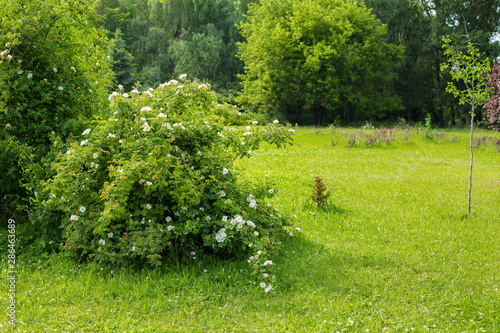summer green background with tea rose bush, grass and trees in the background