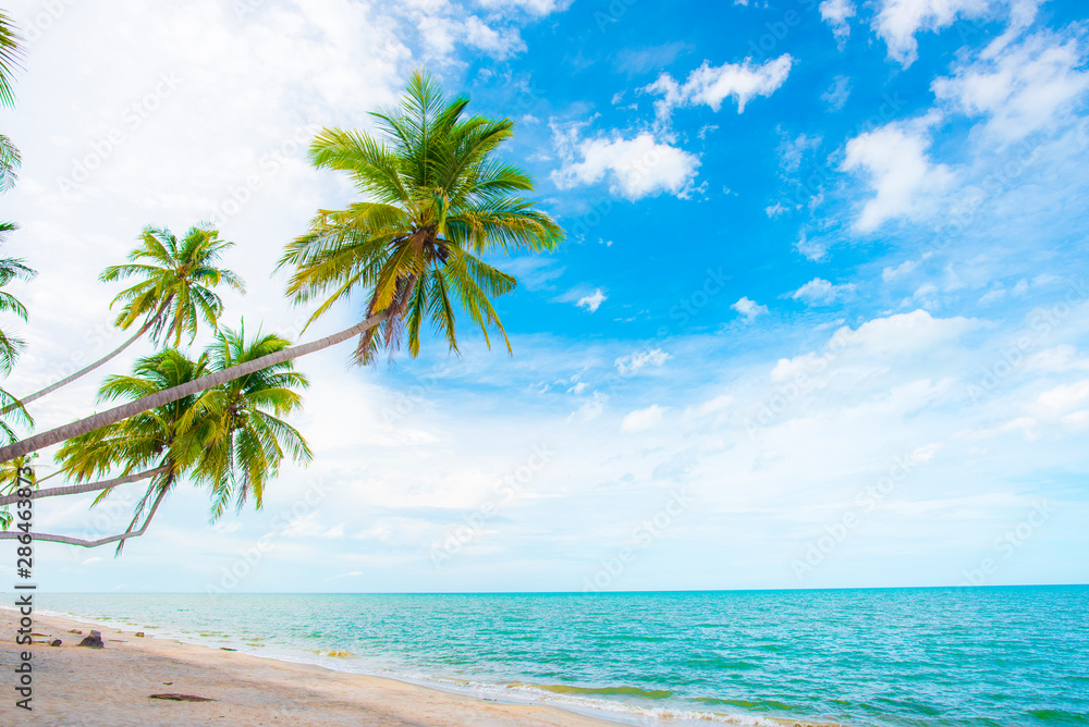  Coconut trees by the beach.