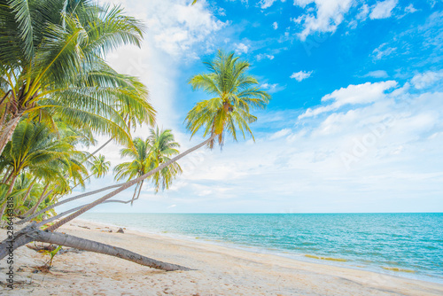 Fototapeta Naklejka Na Ścianę i Meble -   Coconut trees by the beach.Summer background on beach and coconut trees.