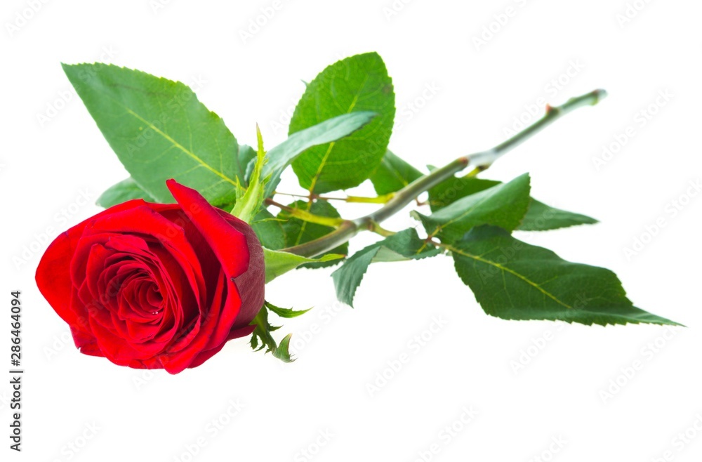 Fototapeta premium Red Rose with Green Stem