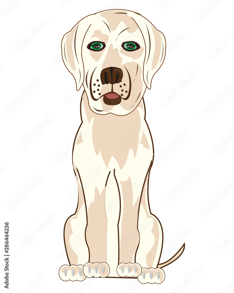 Vector illustration of the sitting dog labrador Vector illustration of the sitting dog labrador