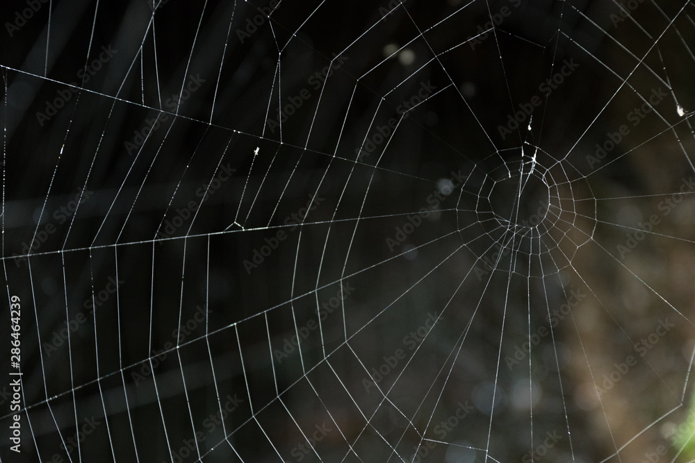 Fototapeta premium Spider Web on Dark Background