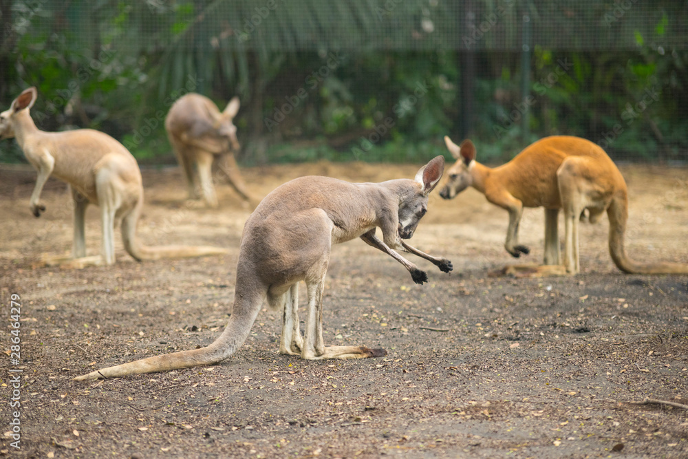 The red kangaroo, Macropus rufus is the largest of all kangaroos