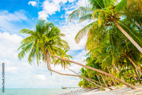 Fototapeta Naklejka Na Ścianę i Meble -   Coconut trees by the beach.